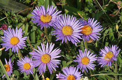 Aster Alpinus