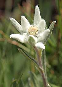 Edelweis