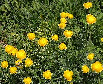 Trollius