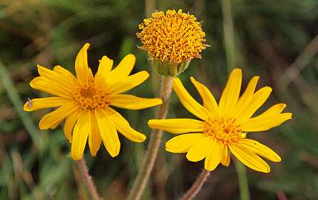 Arnica