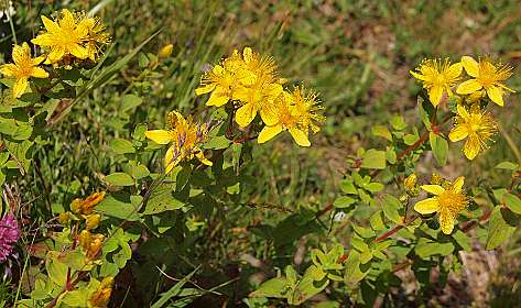 Hypericun / Sint Janskruid, die men plukt voor de helende olie