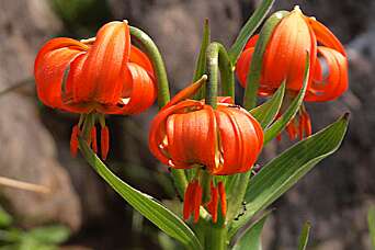 De Alpentuin op de Kitzbüheler Horn