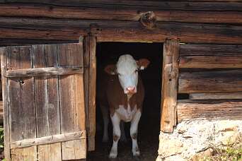 Hohe Salve - Westendorf