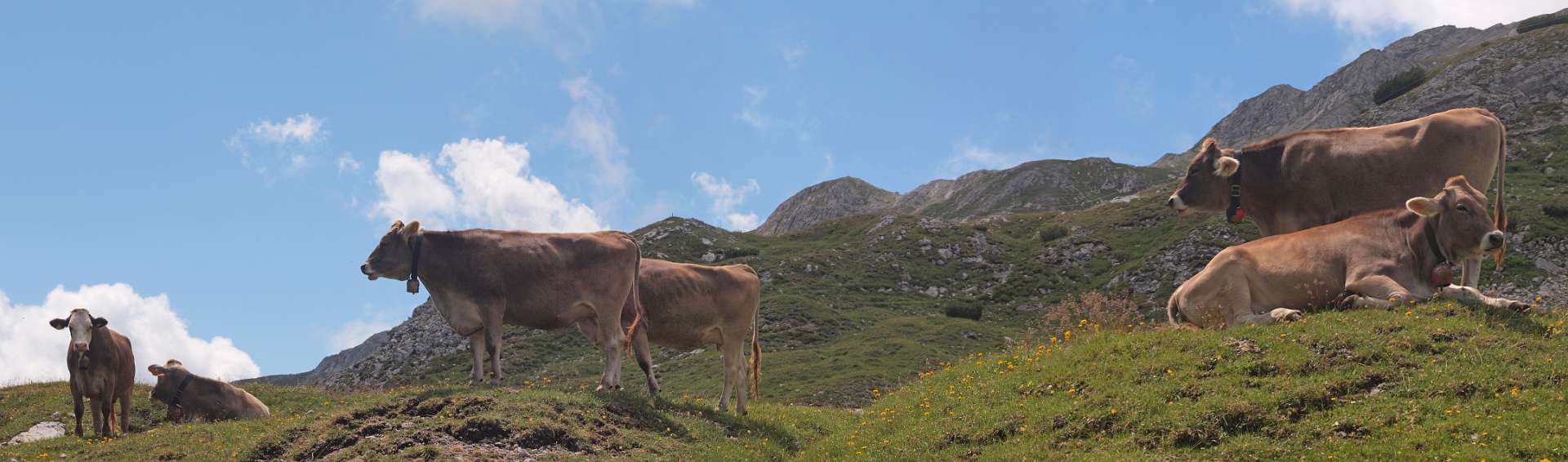 Klik om de knoppen te tonen of te verbergen
