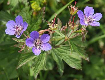 Geranium
