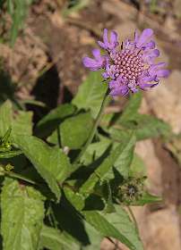 Scabiosa
