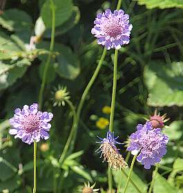 Scabiosa