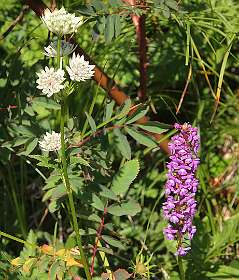 Zeeuws knoopje met Orchis
