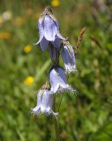 Campanula