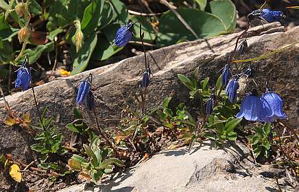 Campanula