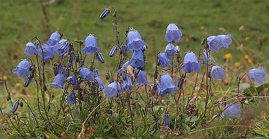 Campanula