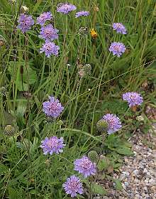 Scabiosa