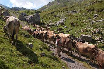 Laguz Alm - Freiburger hut