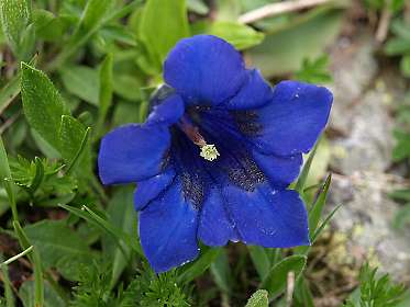Gentiaan
