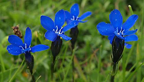 Gentianen