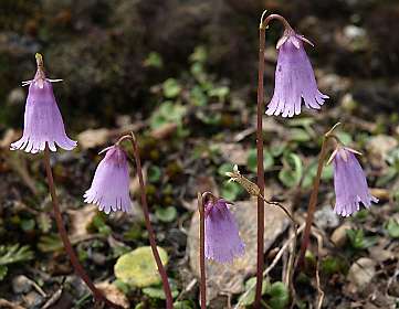 Sondanella klokjes