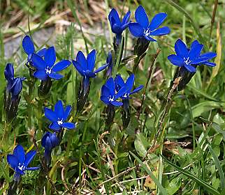 Gentianen
