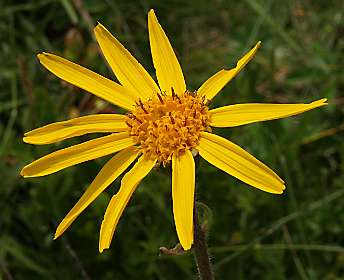 Arnica