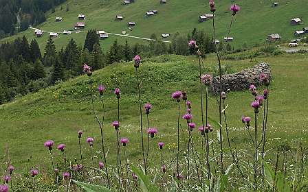 Distels voor de Ganeu alm