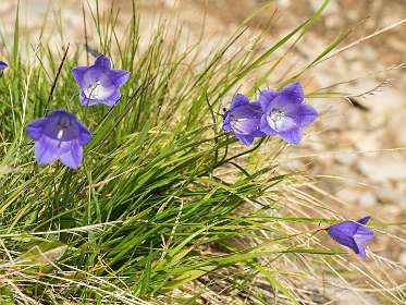 Campanula / Weideklolkje