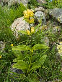 Gele Gentiaan