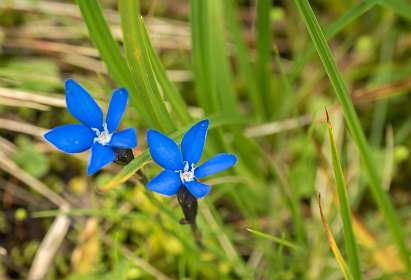 Kleine Gentiaan