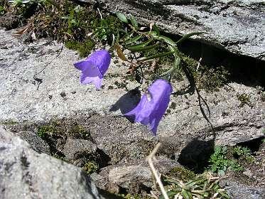 Campanula's langs de Enzingerweg