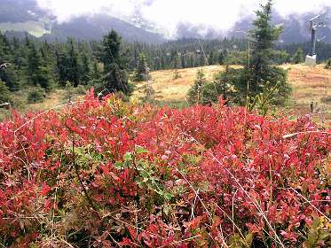 Preiselberen op Schmittenhöhe