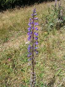 Lupine