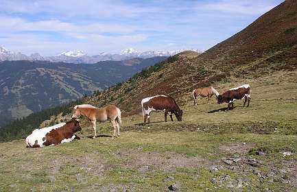 Haslingalm vanaf de Rohrertörl