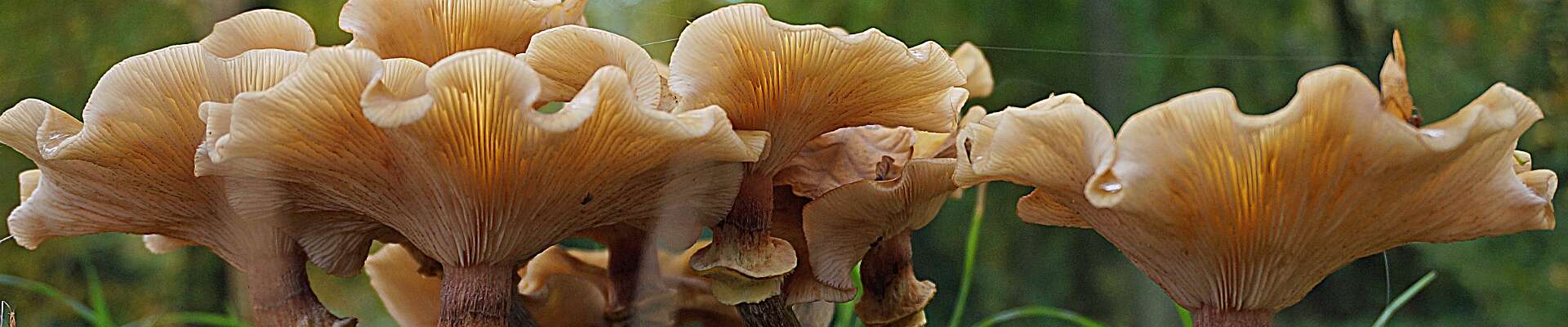 Klik om de knoppen te tonen of te verbergen