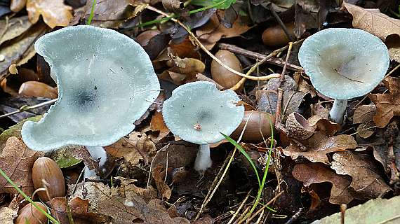 Groene anijstrechterzwam