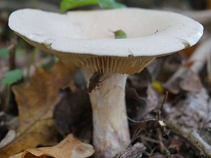 Infundibulicybe geotropa