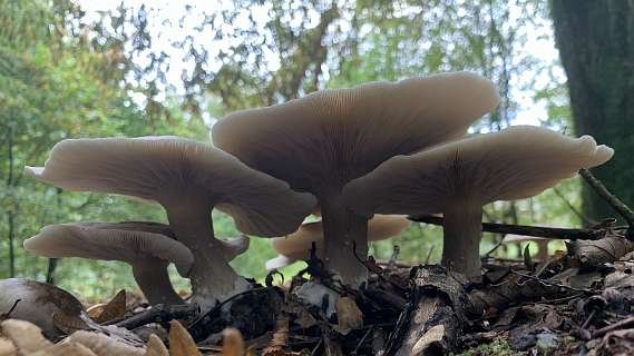 Bruine bundelridderzwam