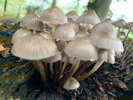 Omphalotaceae of Helmmycena