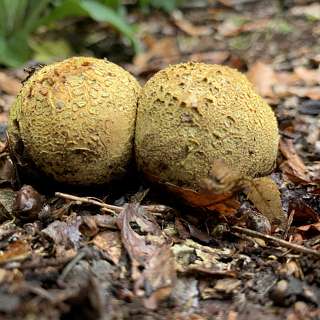 Gele aardappelboleet