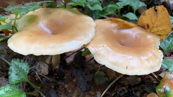 Clitocybe gibba
