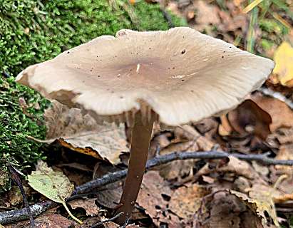 Grauwe bossatijnzwam