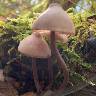 Grote bloedsteelmycena