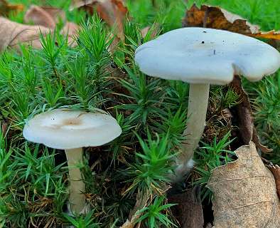 Giftige widetrechterzwam