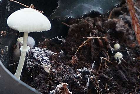 Paddestoelen bij de Begonia: Goudgele plooiparasol