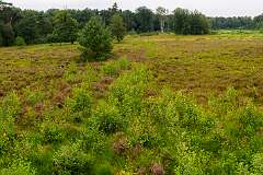 Het Kienveen op landgoed Velhorst