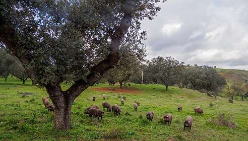 Potugese lekkernij: Zwarte varkens