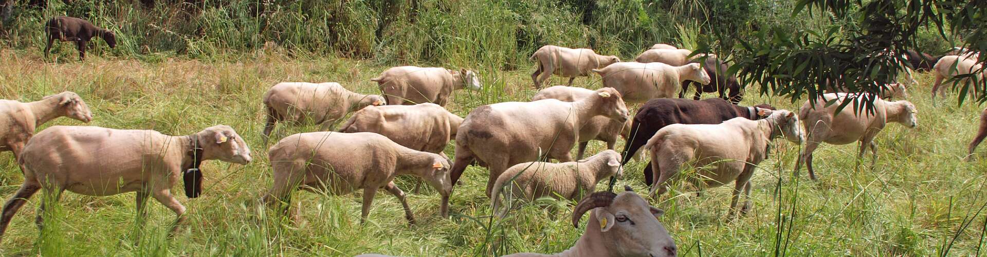 Klik om de knoppen te tonen of te verbergen