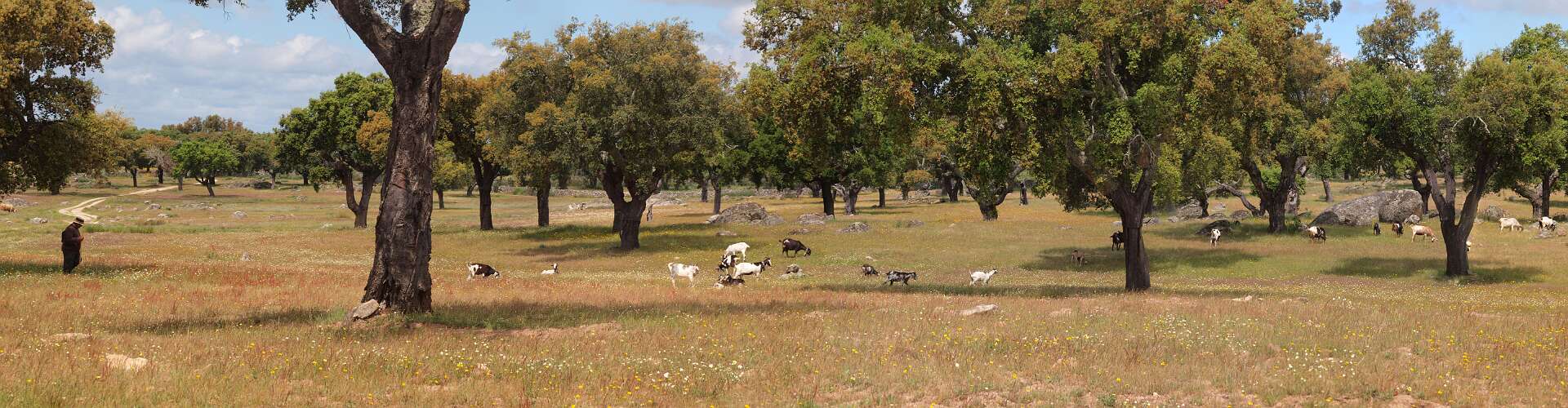 Klik om de knoppen te tonen of te verbergen
