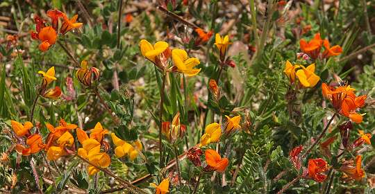 Lid van de bremfamilie