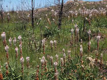 Niew leven na de brand