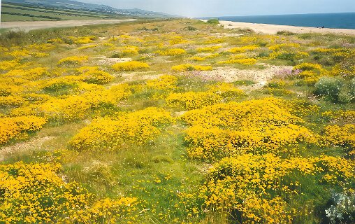 17: 7_32A_CogdenBeach