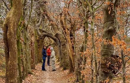 Den Alerdinck - Heino