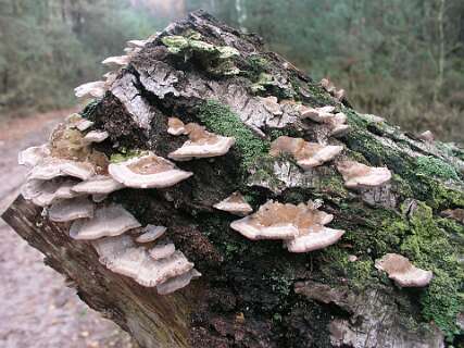 Trichaptum biforme